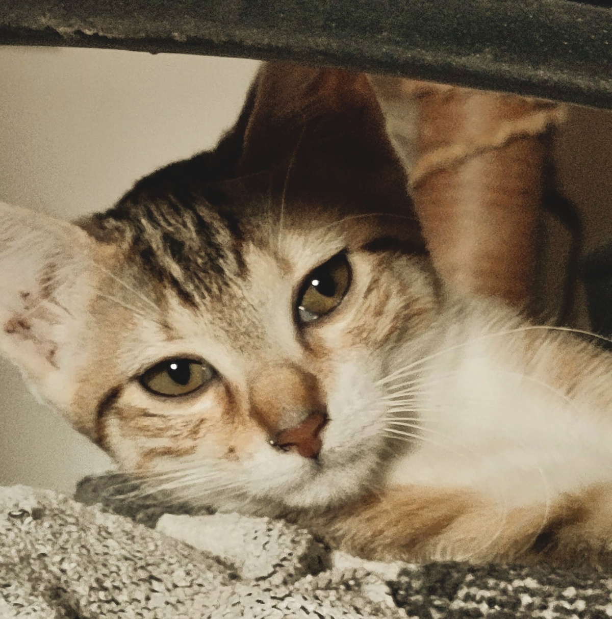 Adoption Lacy