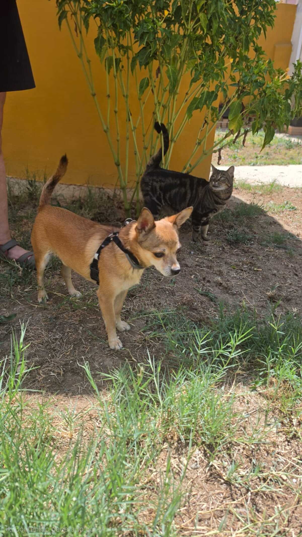Adoption Ziro