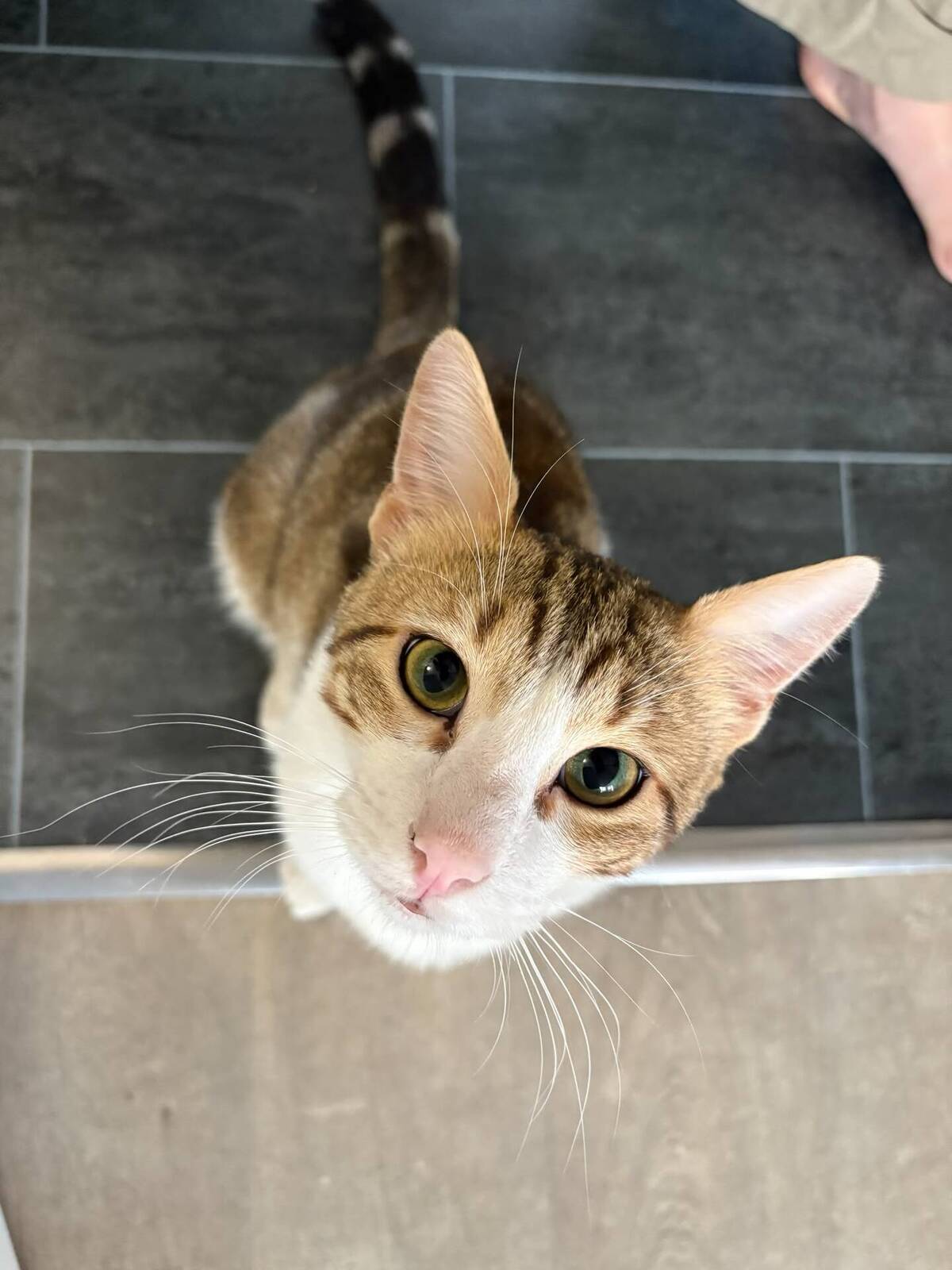 Adoption Pistache
