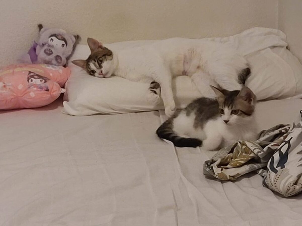 Adoption Tosca