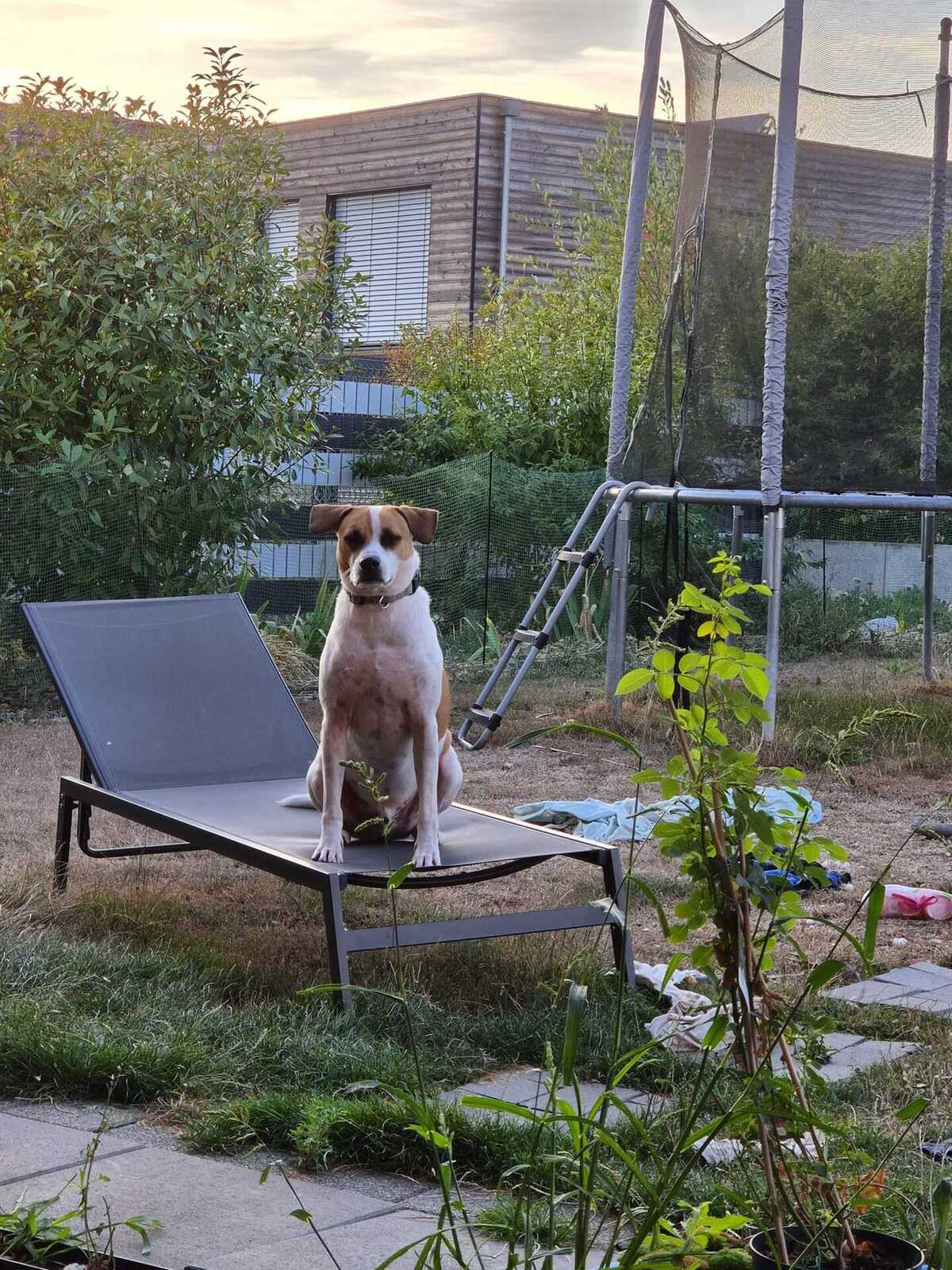 Adoption Elliot