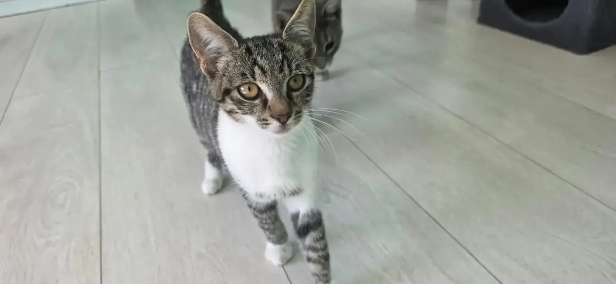 Adoption Fumy