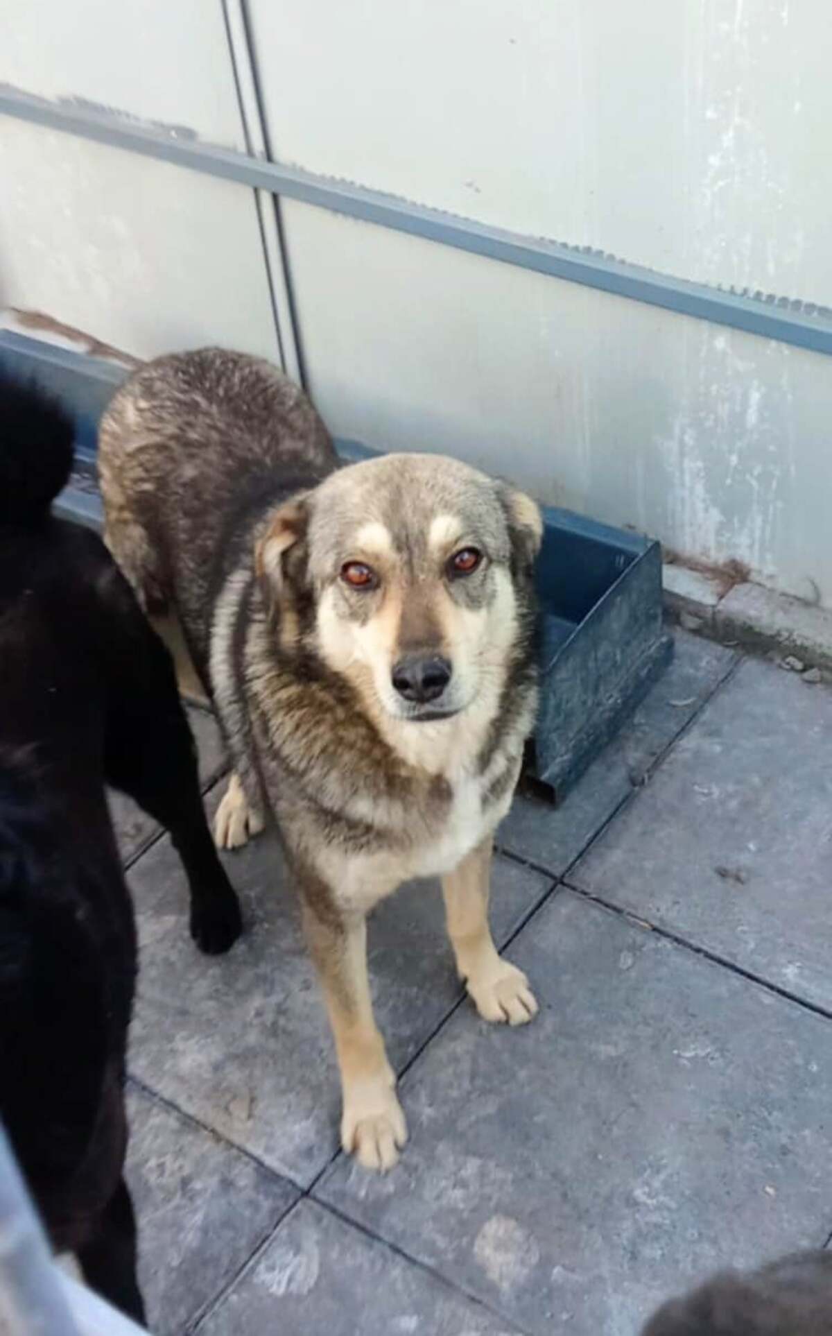 Adoption Falco