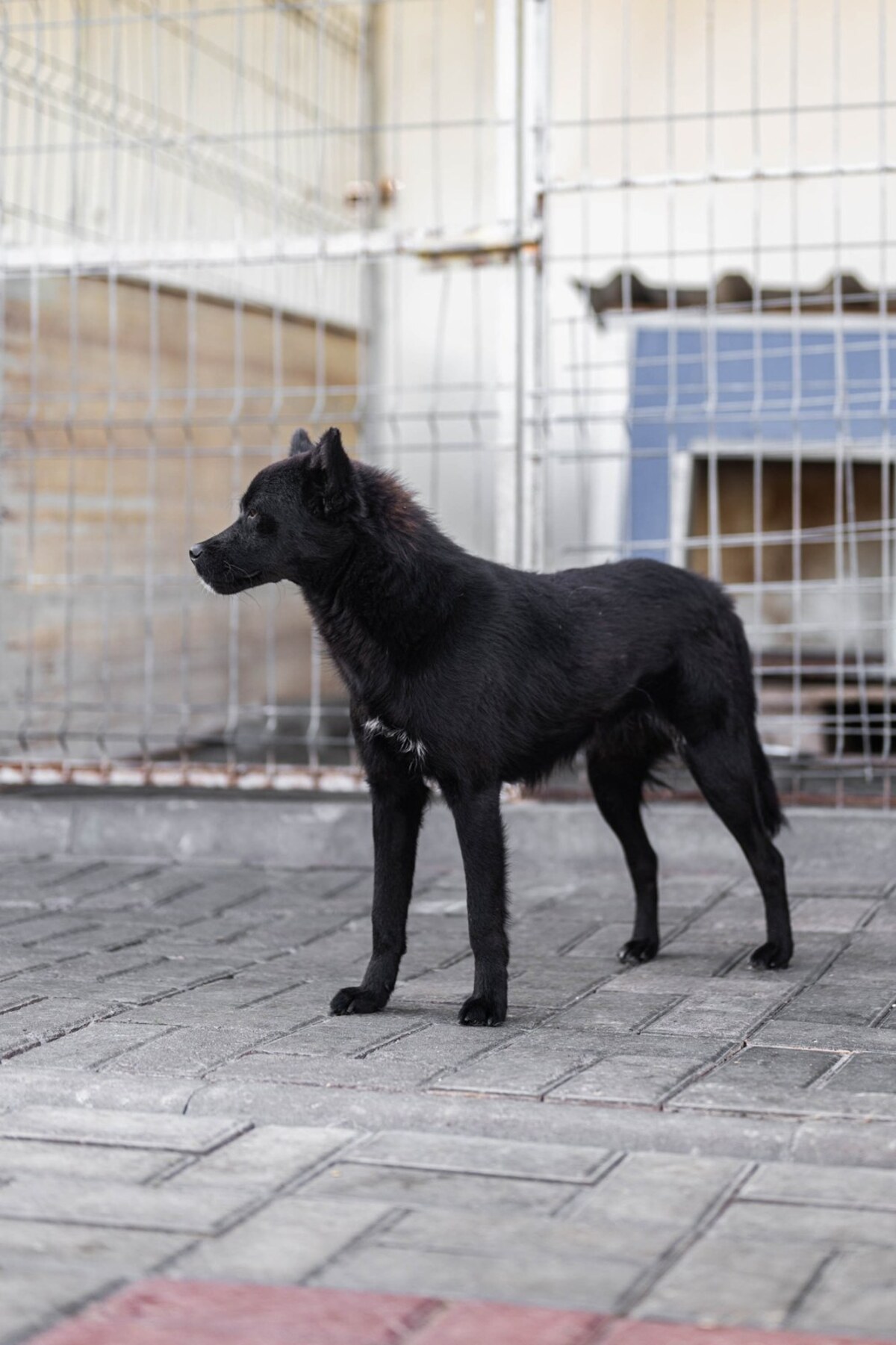 Adoption Brandie