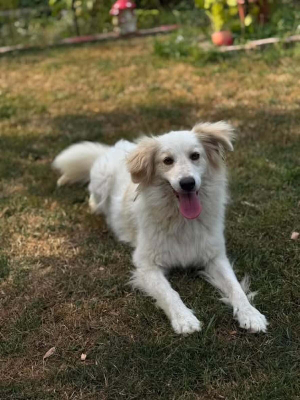 Adoption Eléa