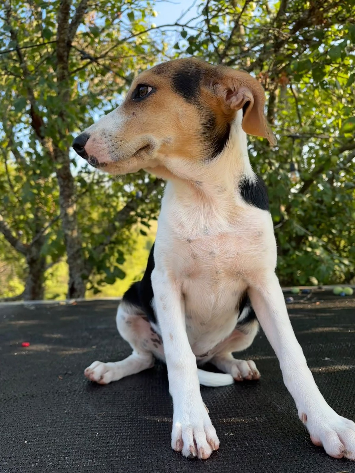 Adoption Luna