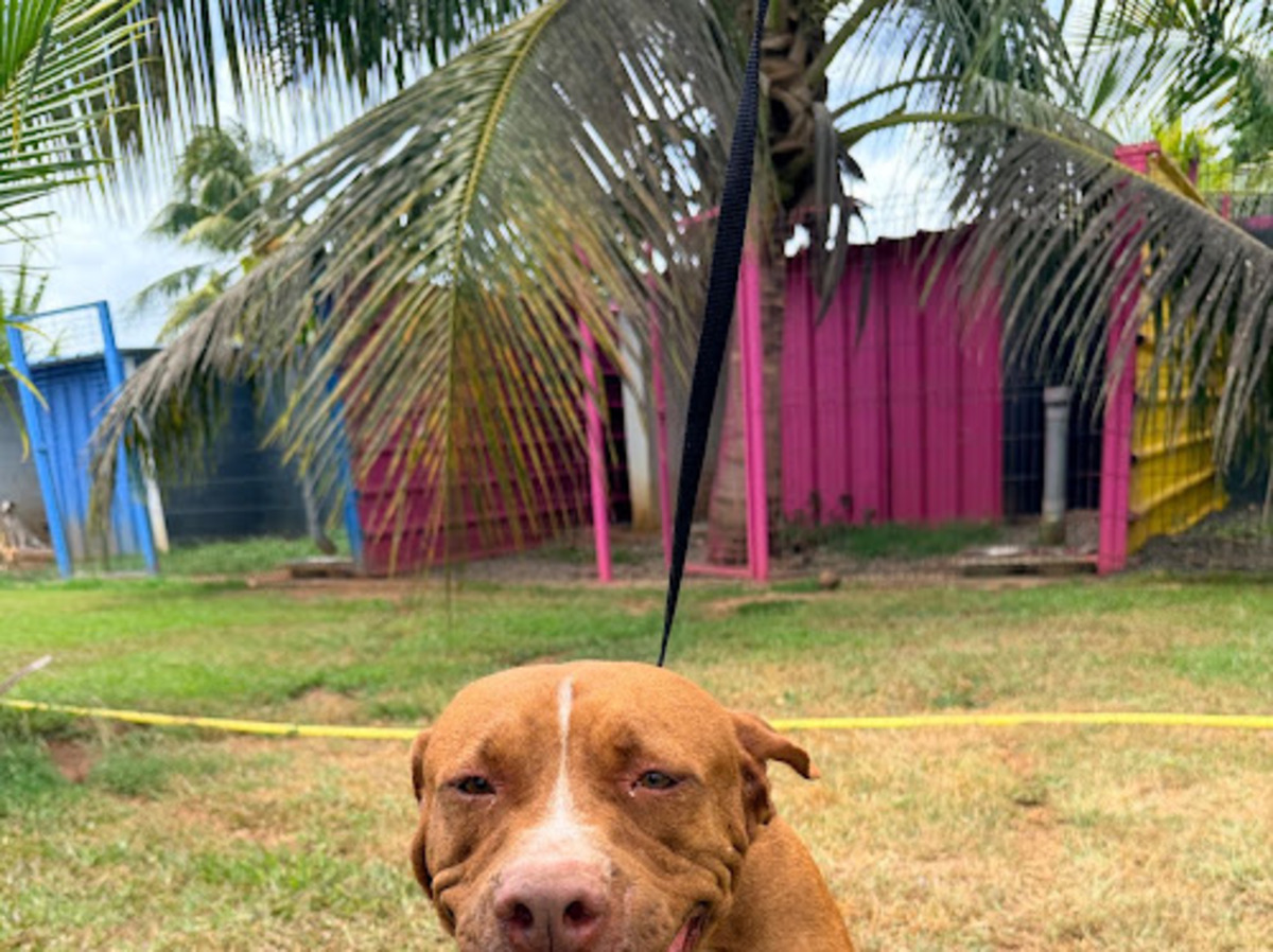 Adoption Starlett