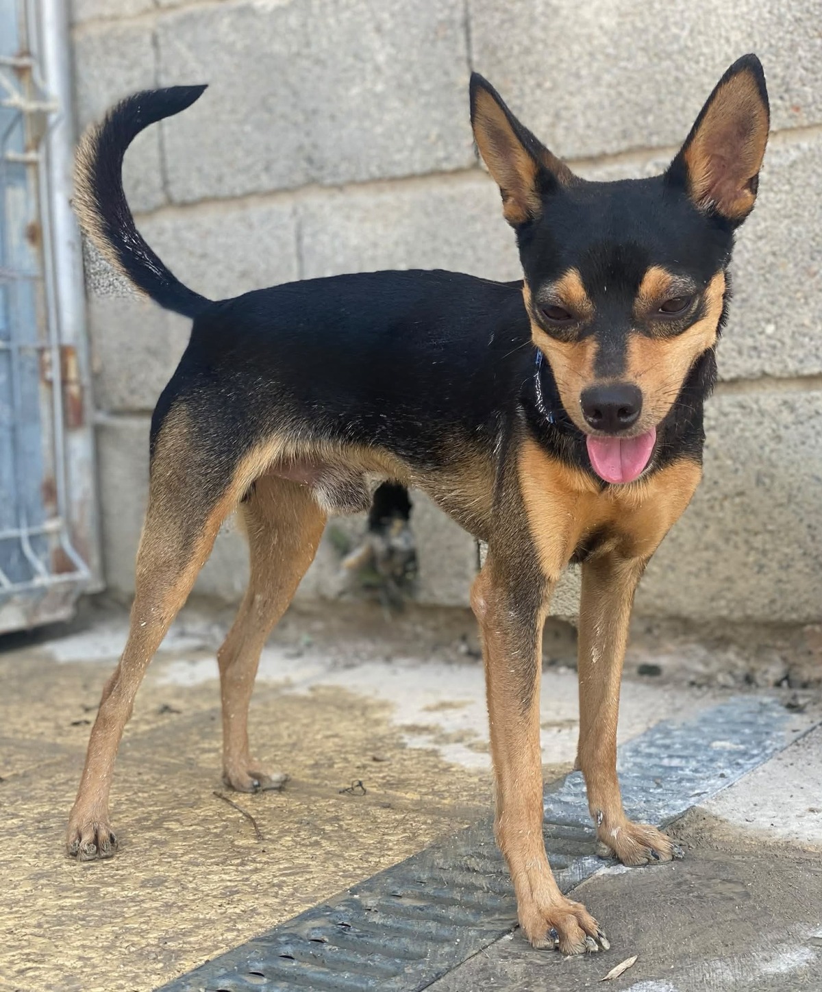 Adoption Dandy 