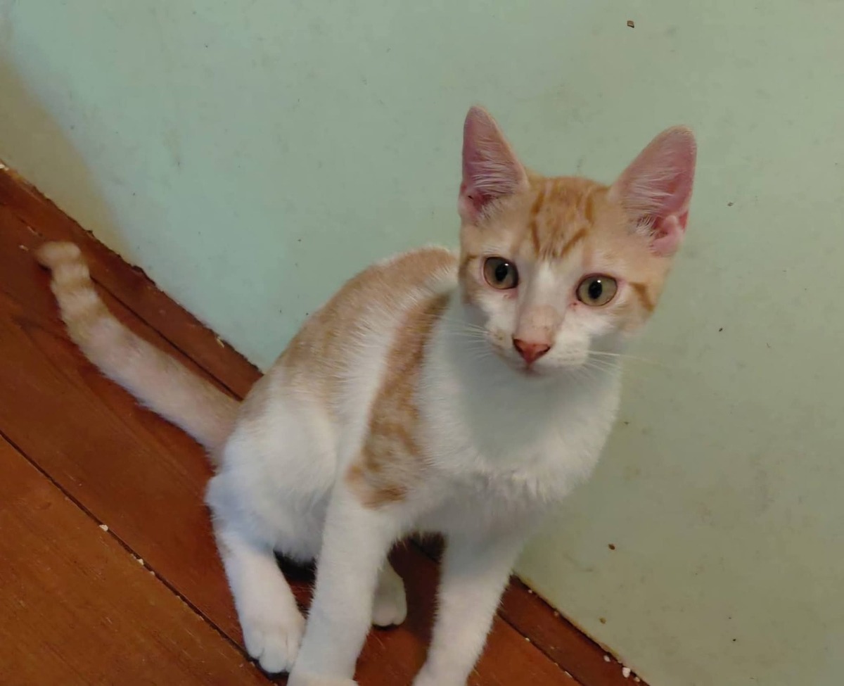 Adoption Pierro