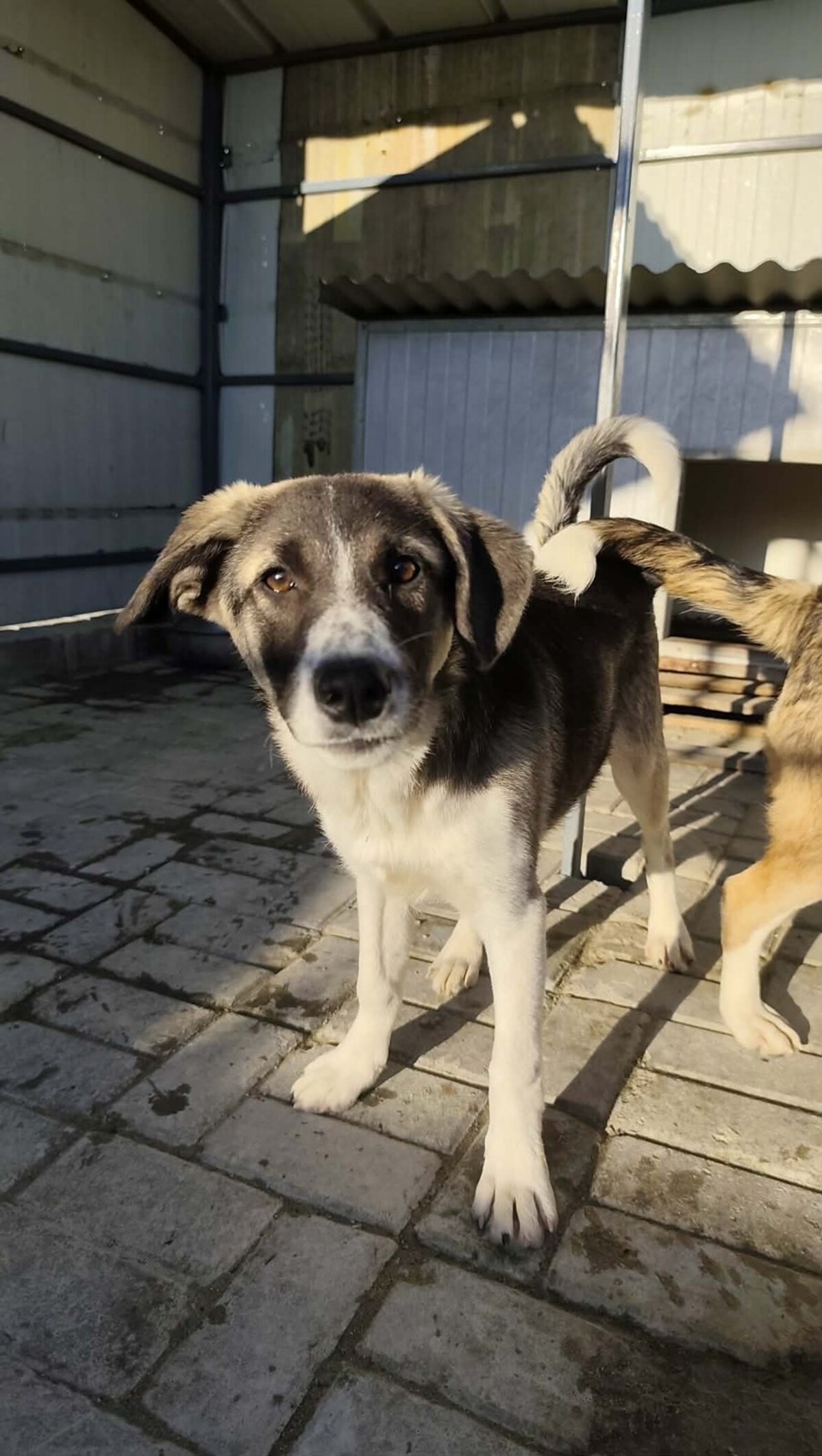 Adoption Hindia