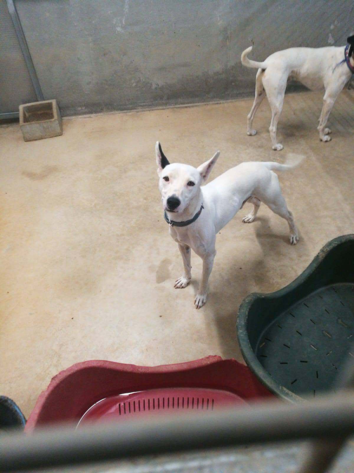 Adoption Tayson