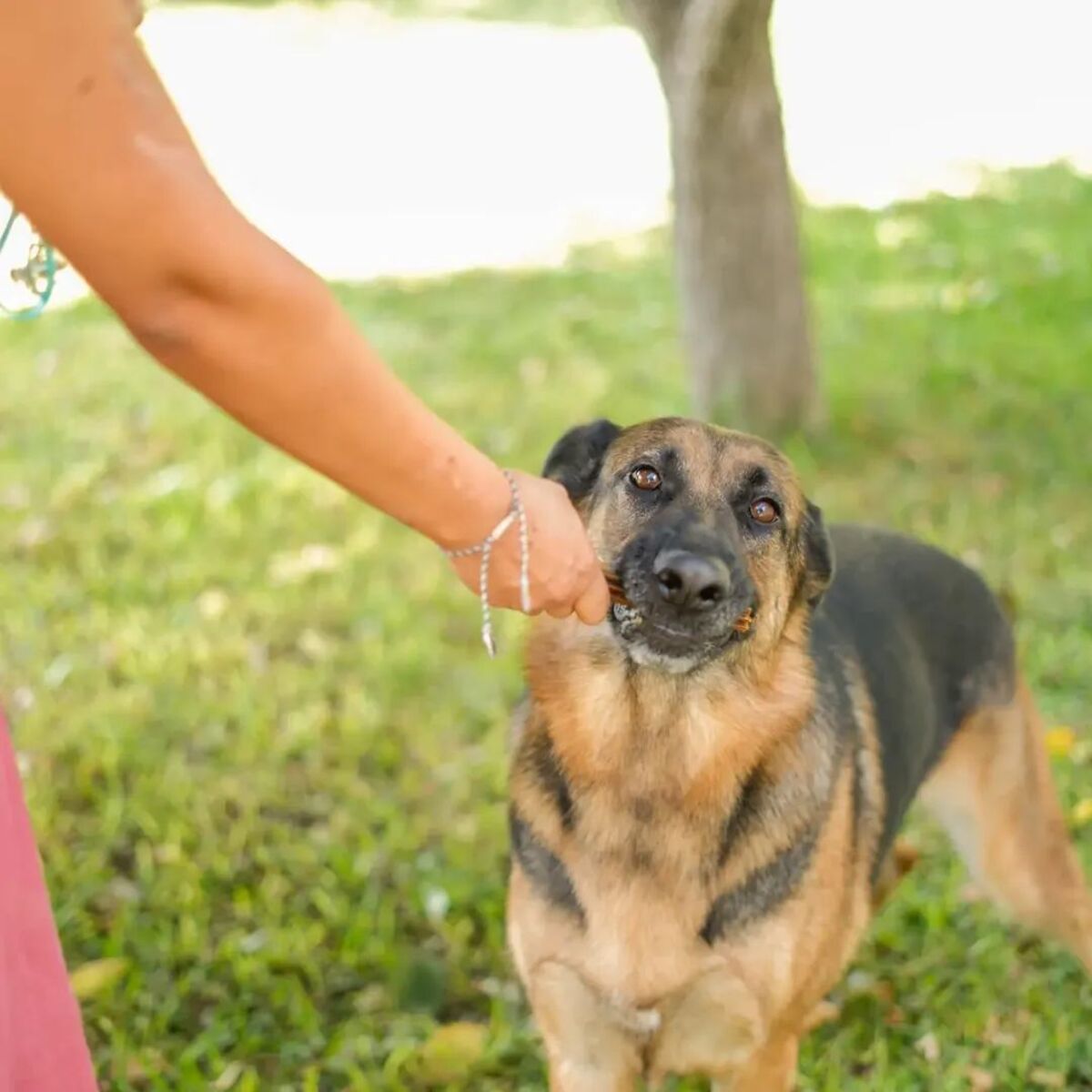 Adoption Hada