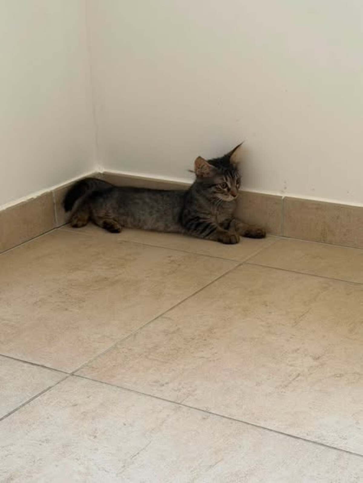 Adoption Tigresse