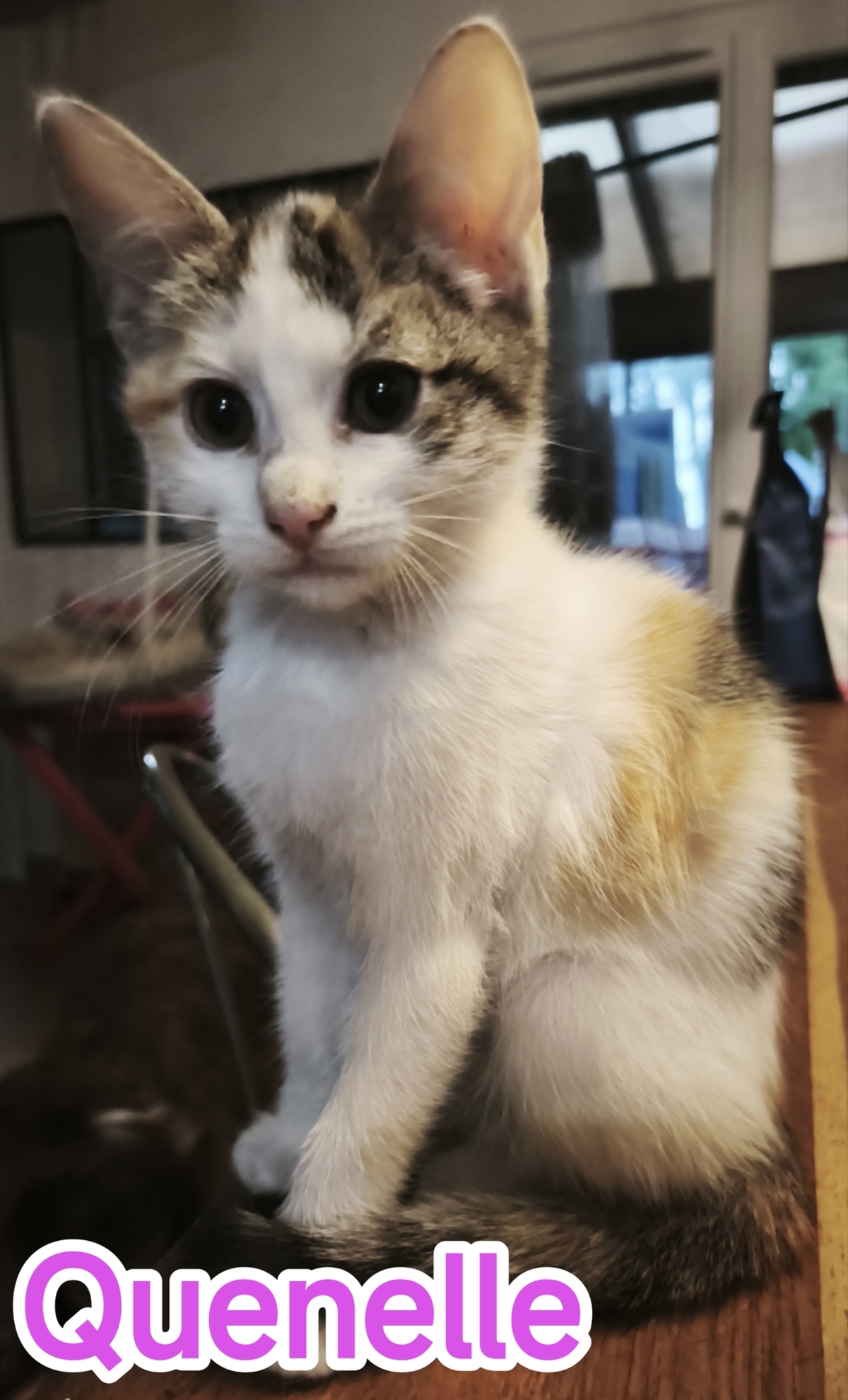 Adoption Quenelle