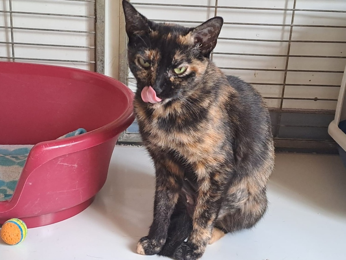 Adoption Biscotte