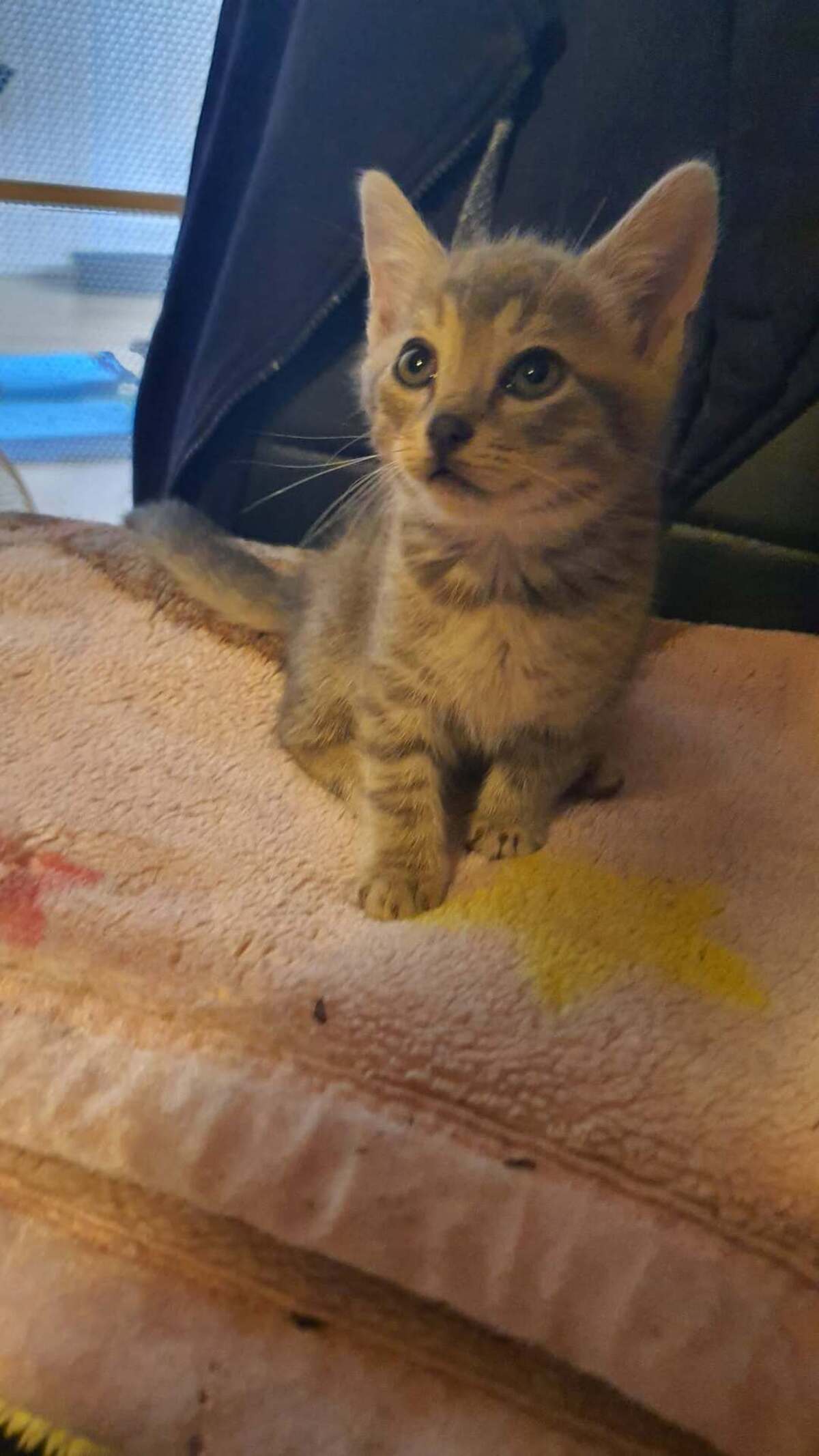 Adoption grison