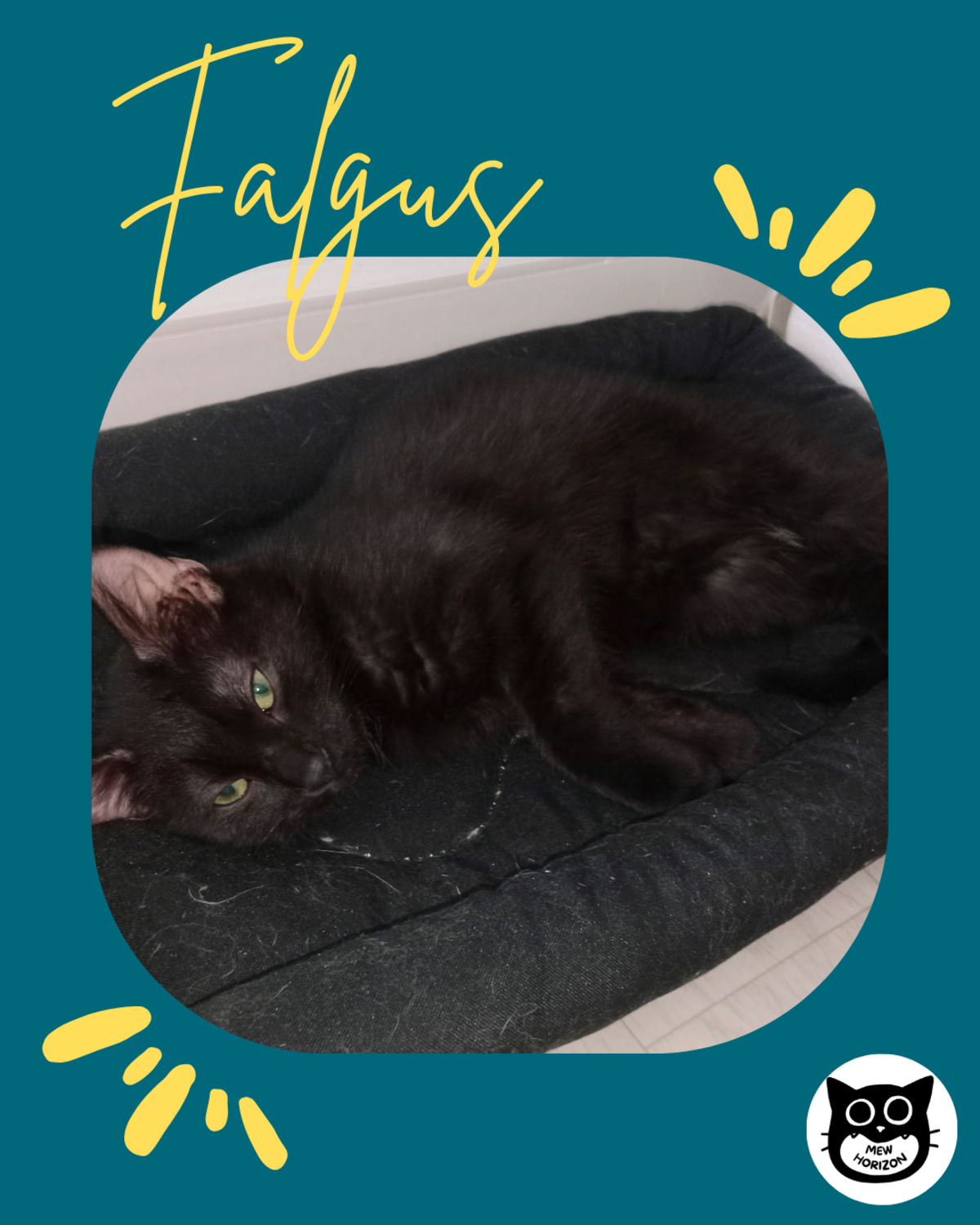 Adoption Falgus