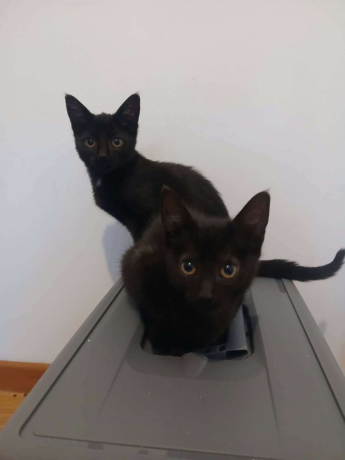 Adoption Vio