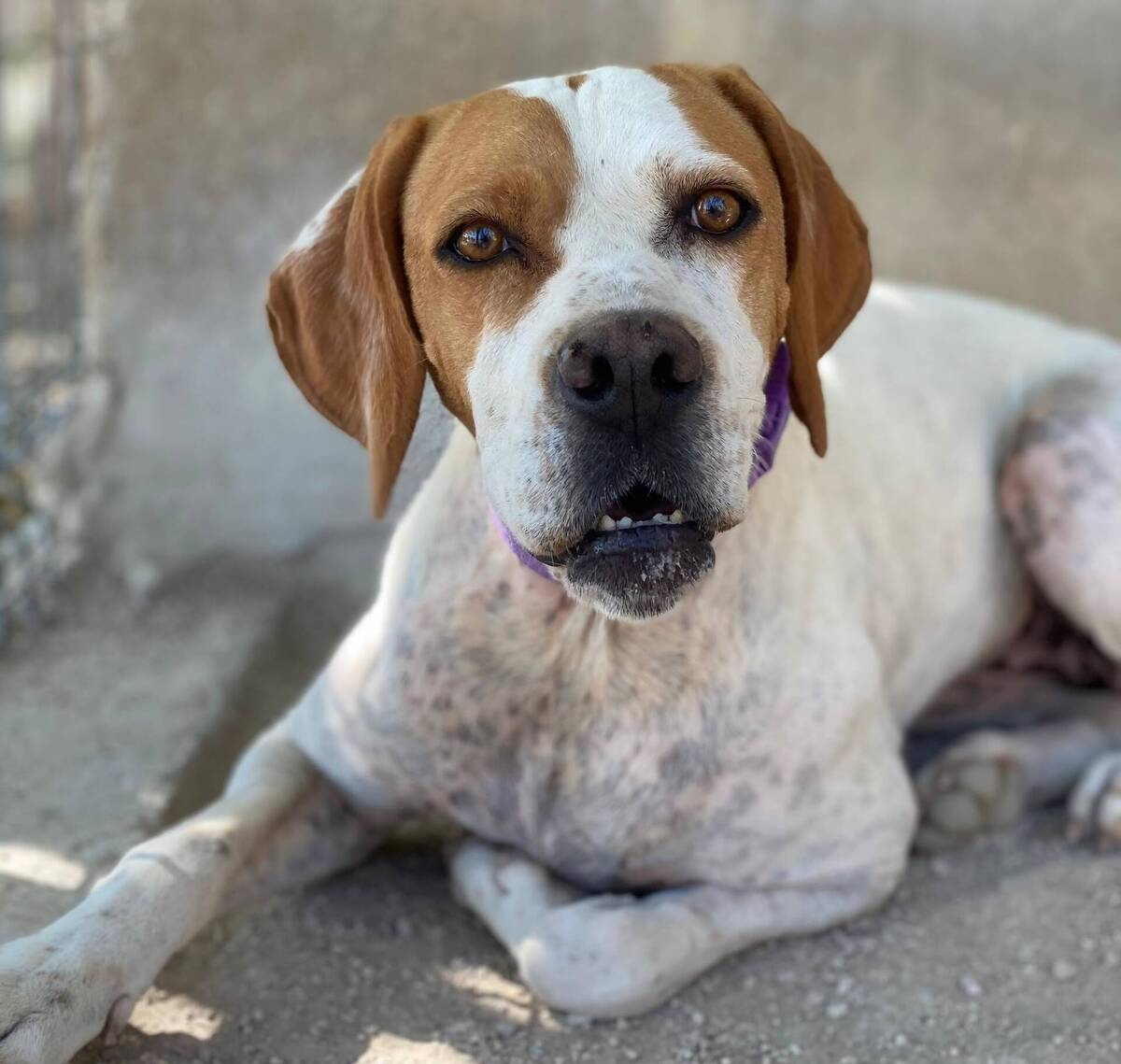 Adoption Ellie