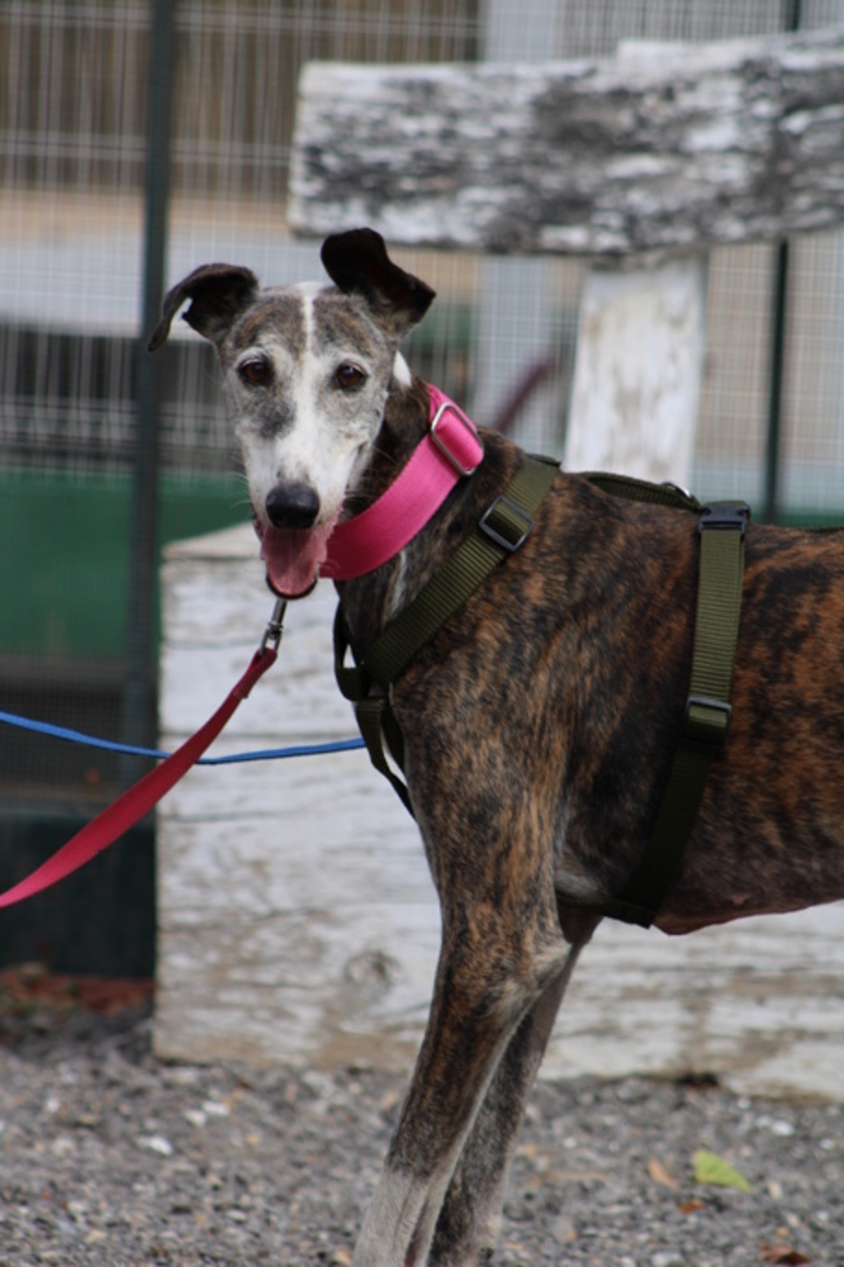 Adoption Penelope