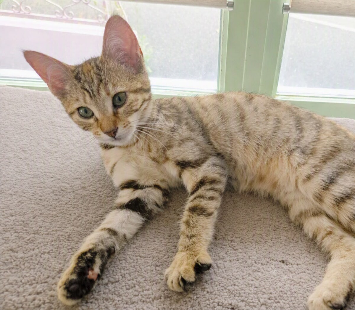 Adoption Lara