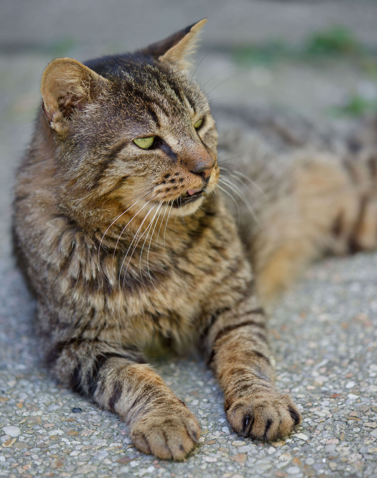 Adoption Tiger
