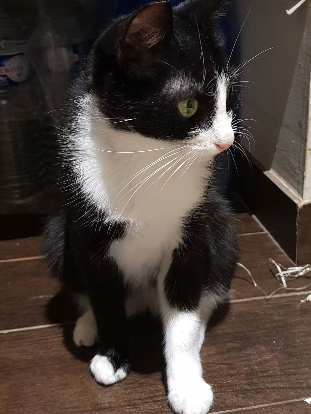 Adoption Chaussette 