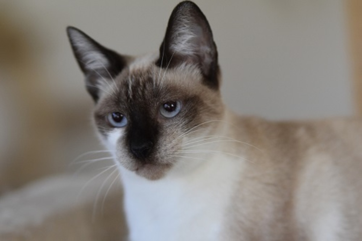 Adoption Satine