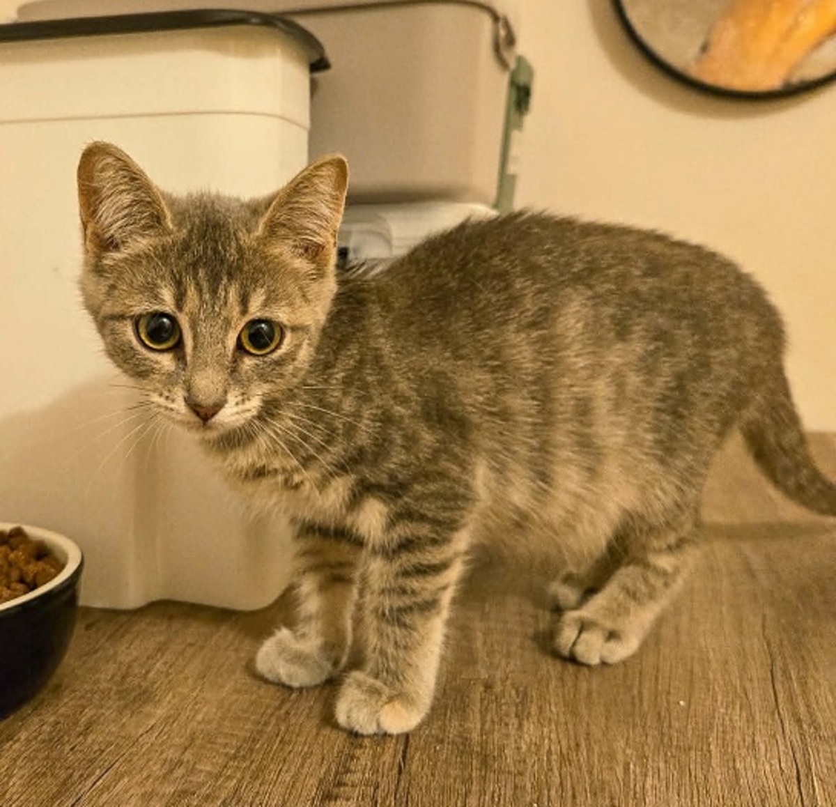 Adoption BERYL