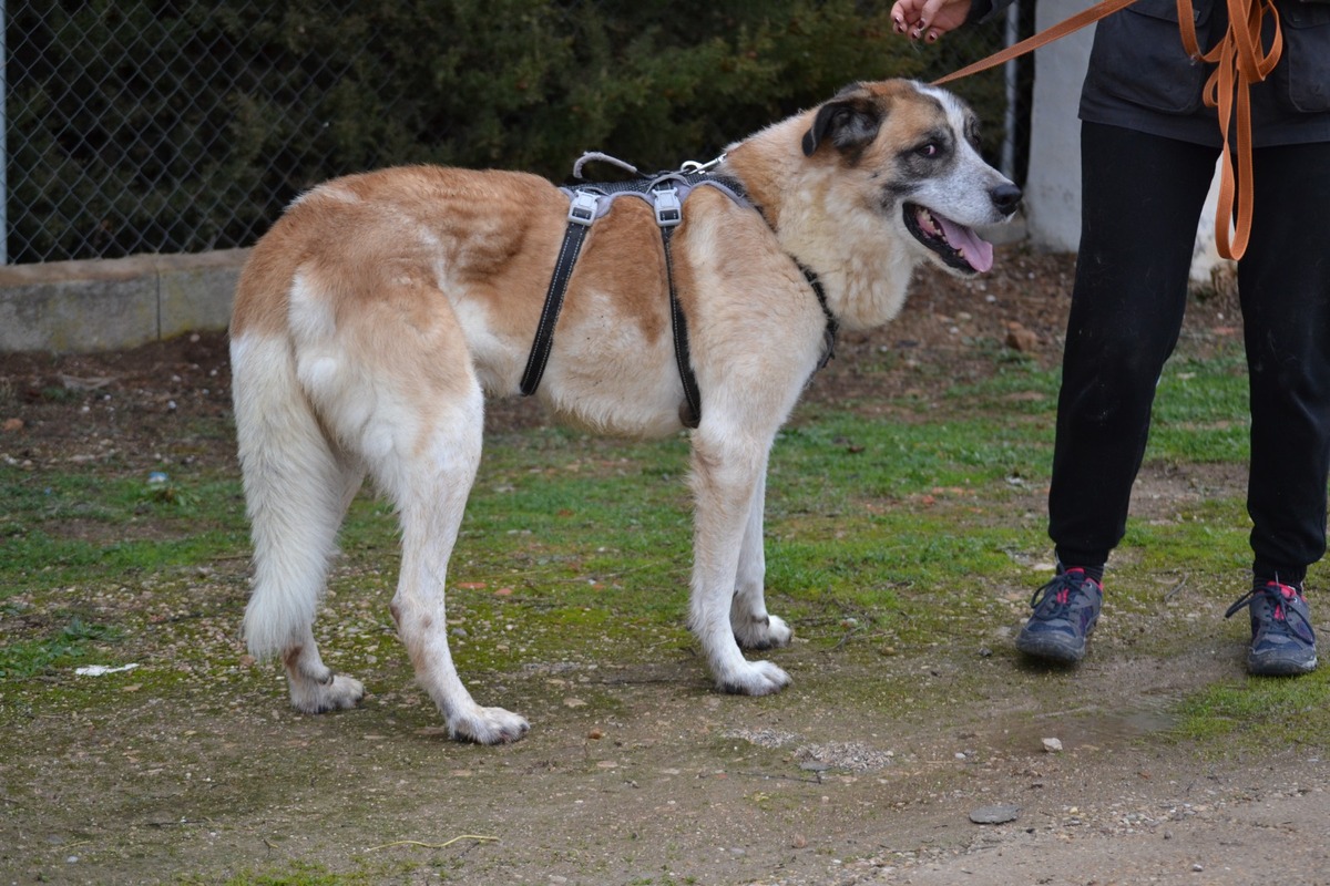 Adoption SKAR