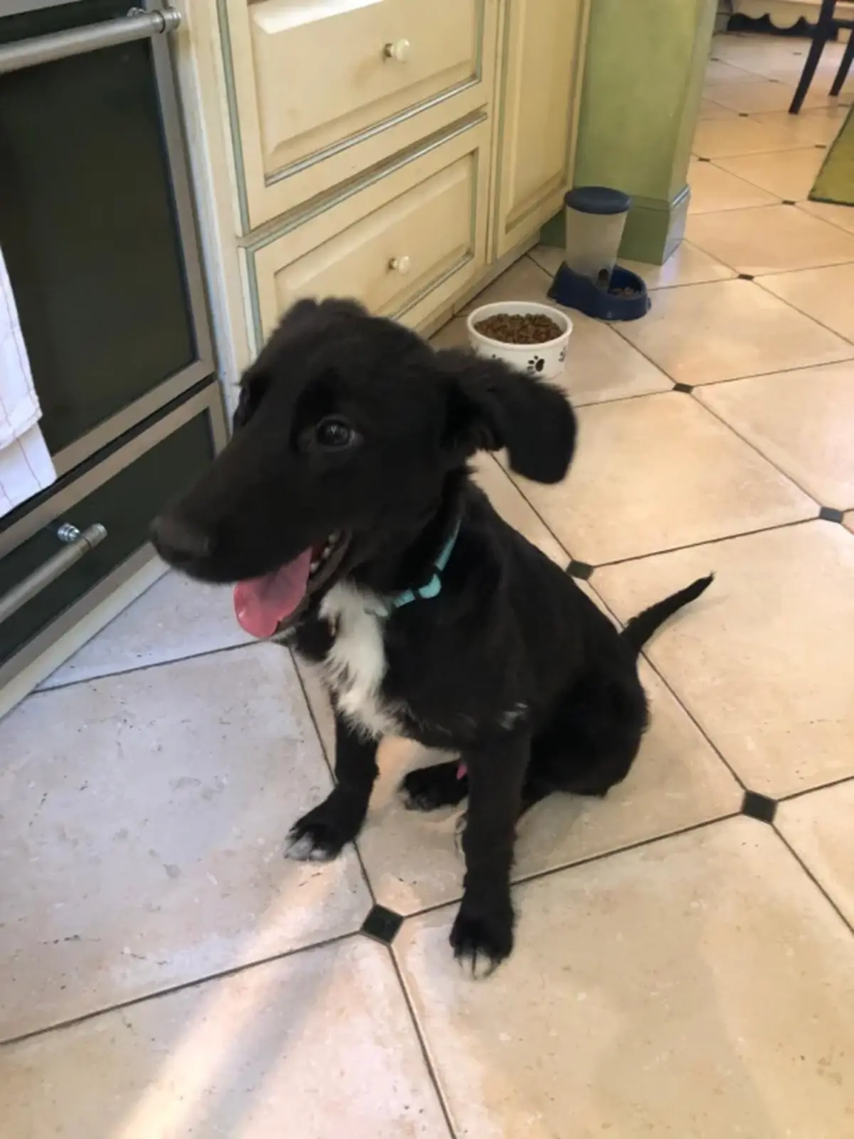 Adoption Archie