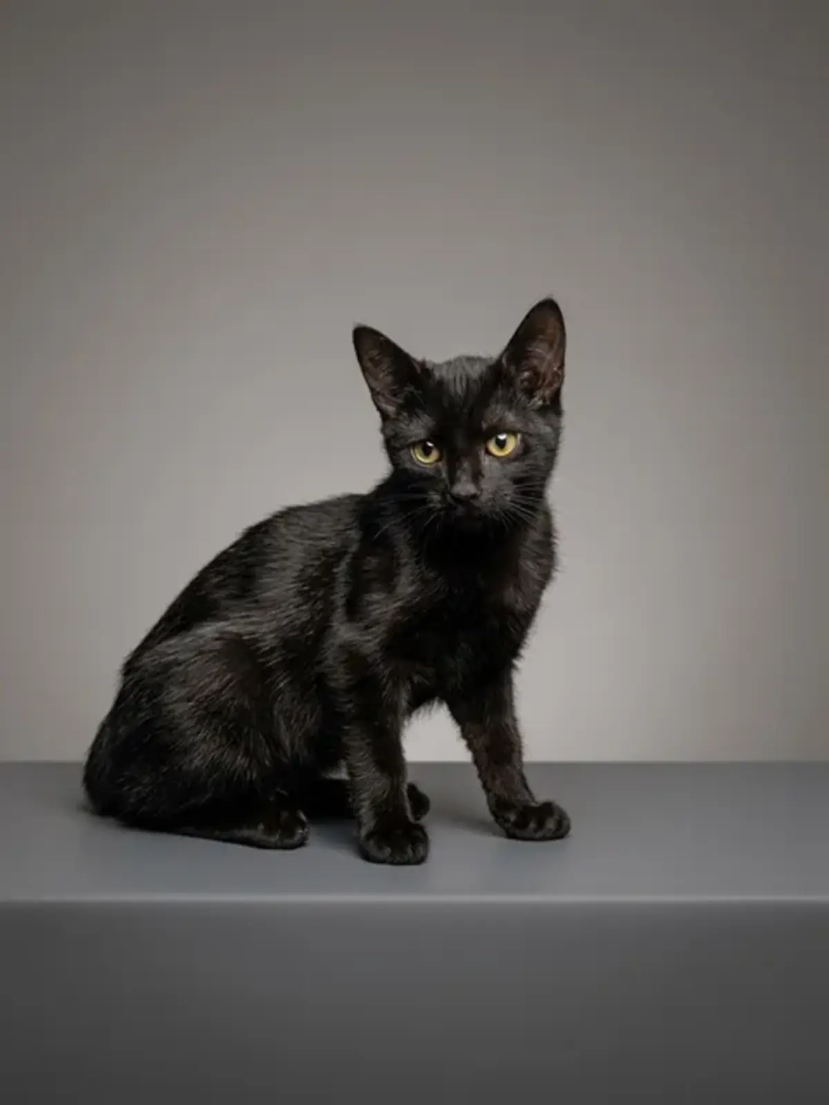 Adoption Arya