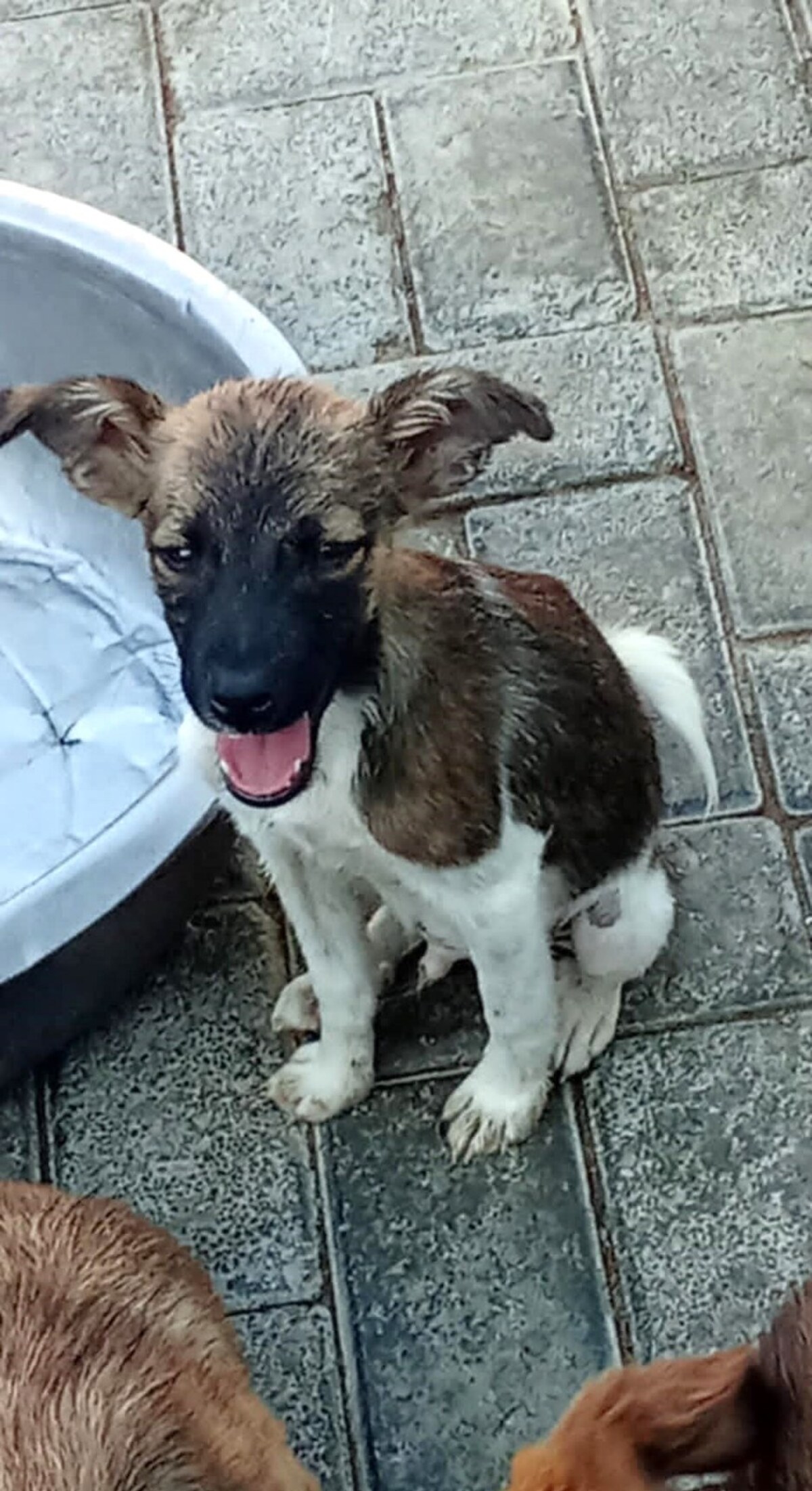 Adoption Bazil