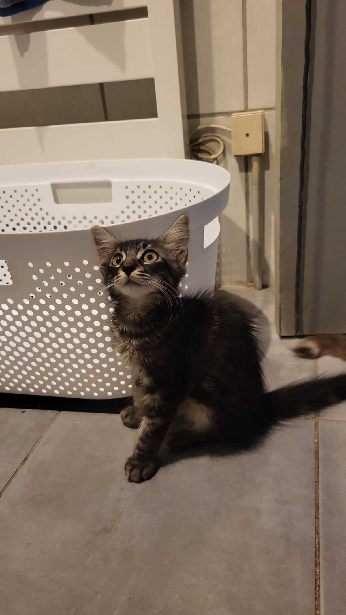 Adoption BAGUERA