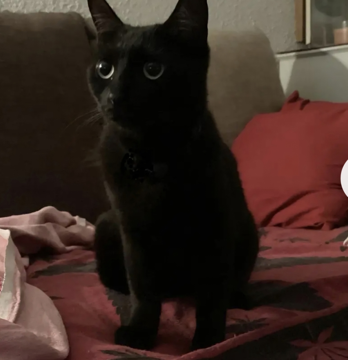 Adoption Zyrä