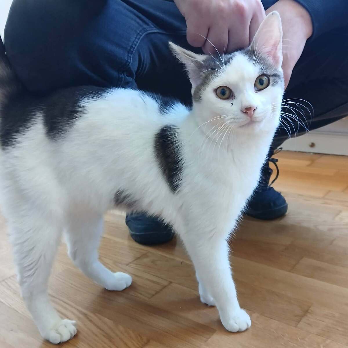 Adoption jean