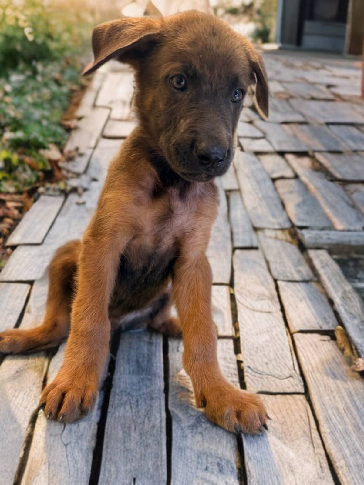Adoption Poxy