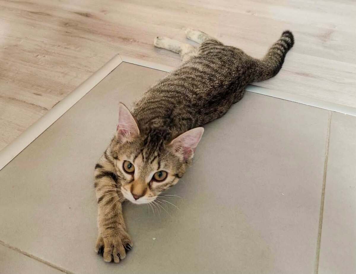 Adoption Sophie