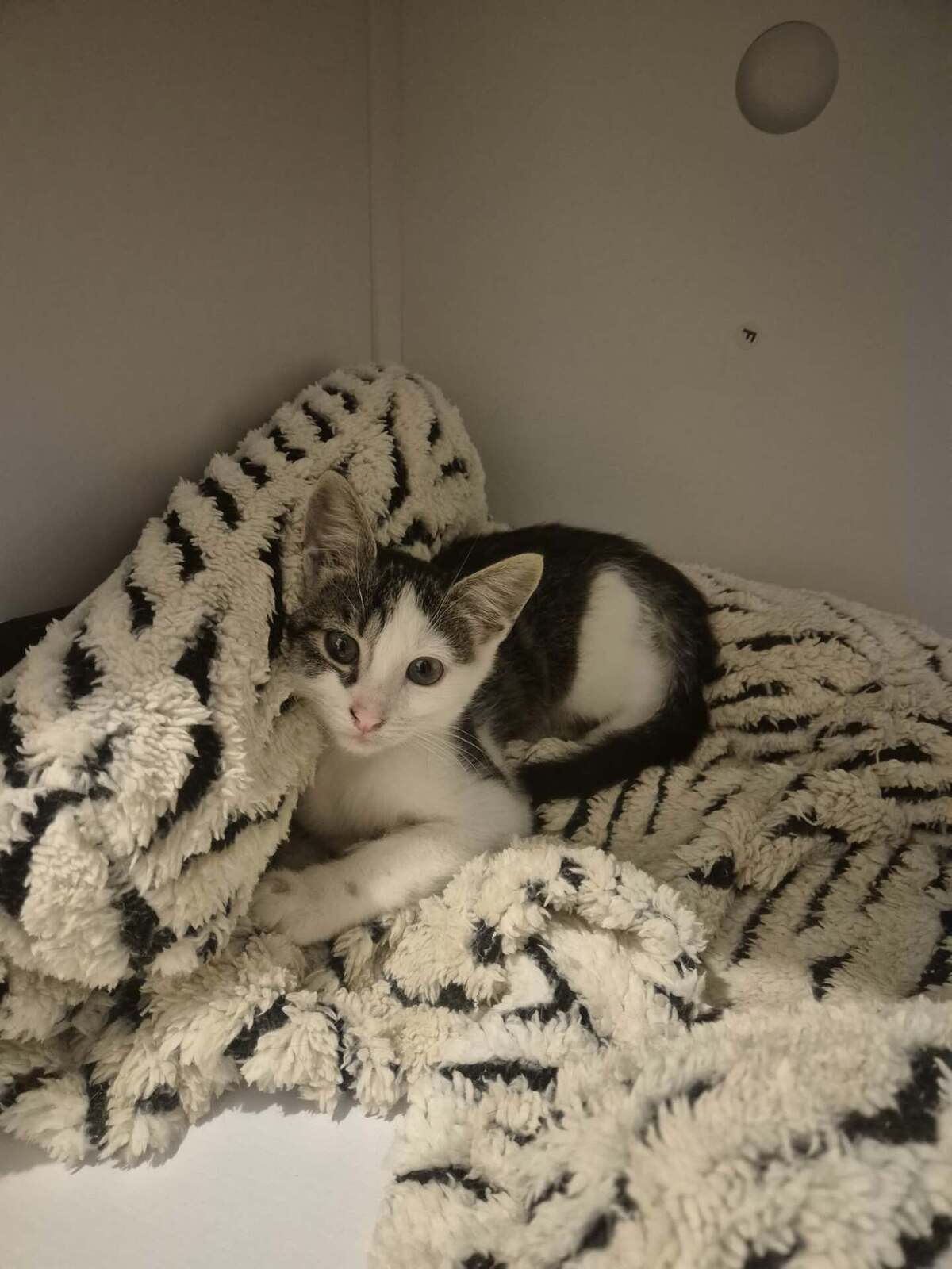 Adoption Jane