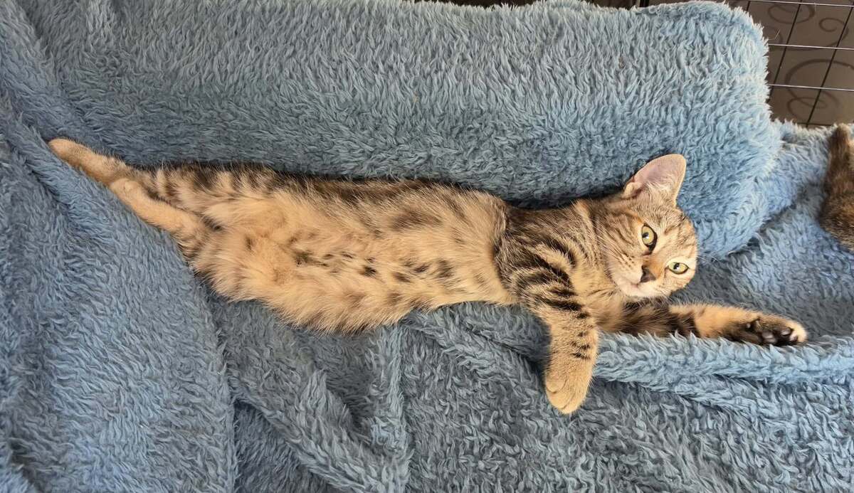 Adoption Bonnie
