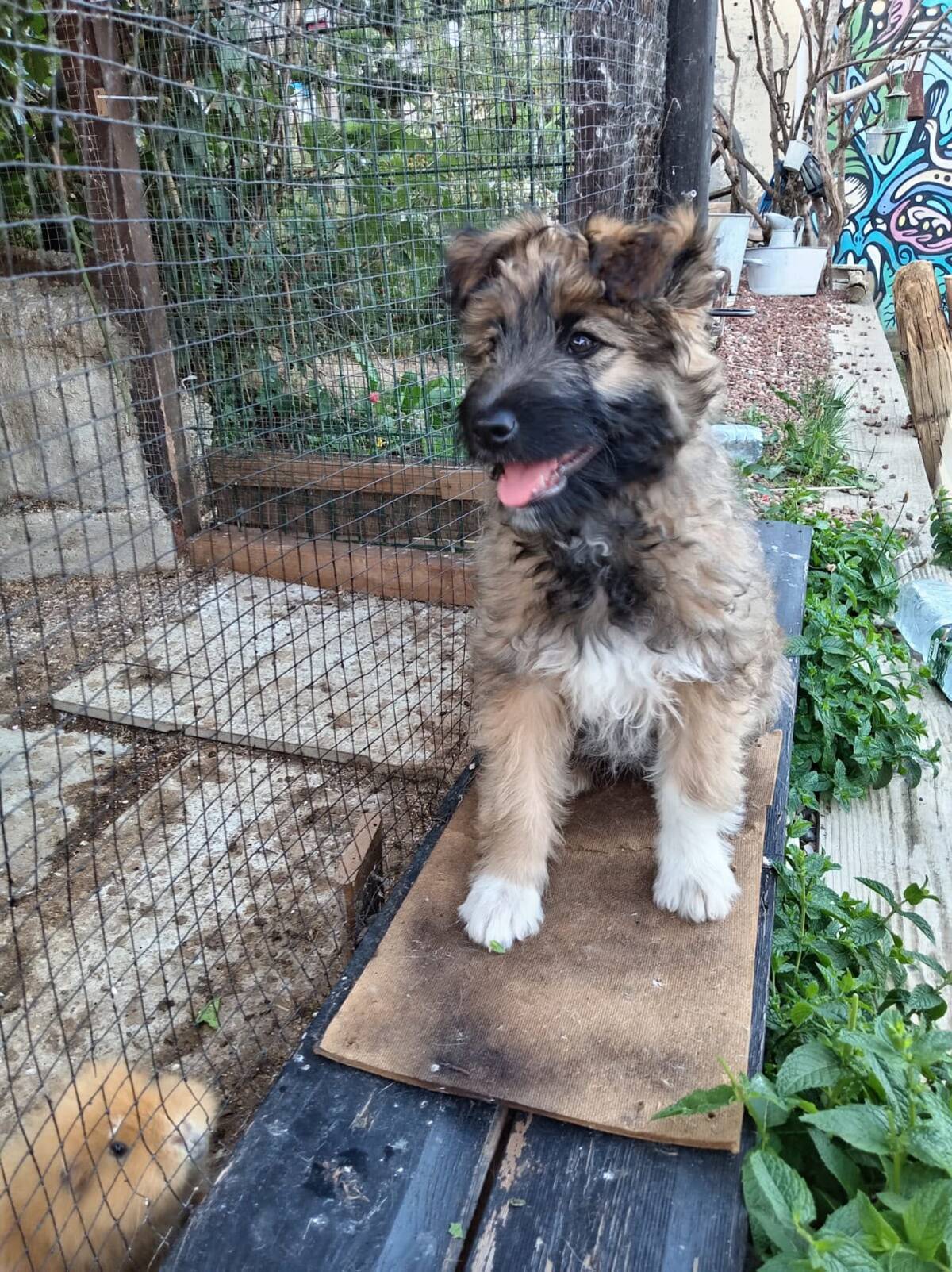 Adoption Mystie