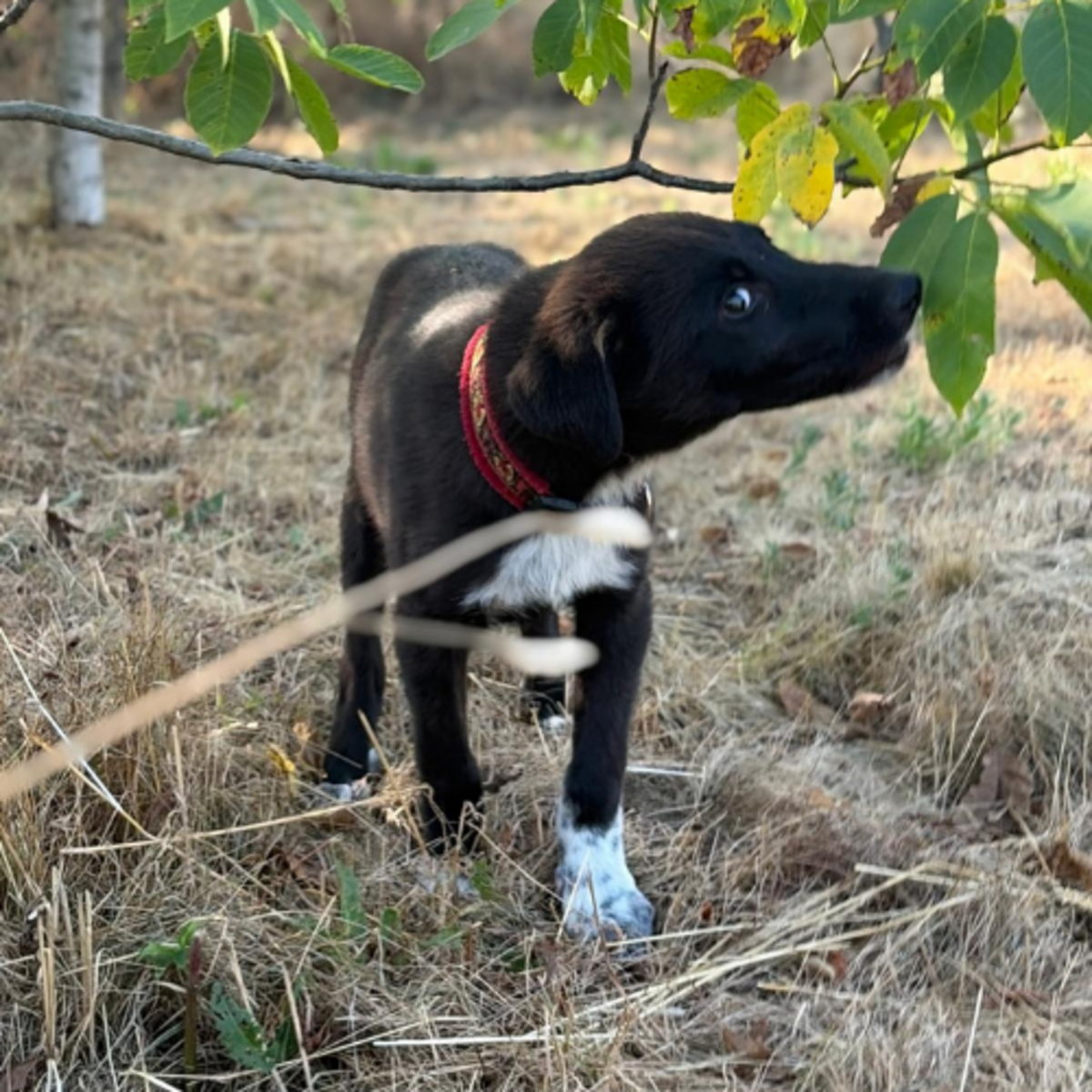 Adoption NALA
