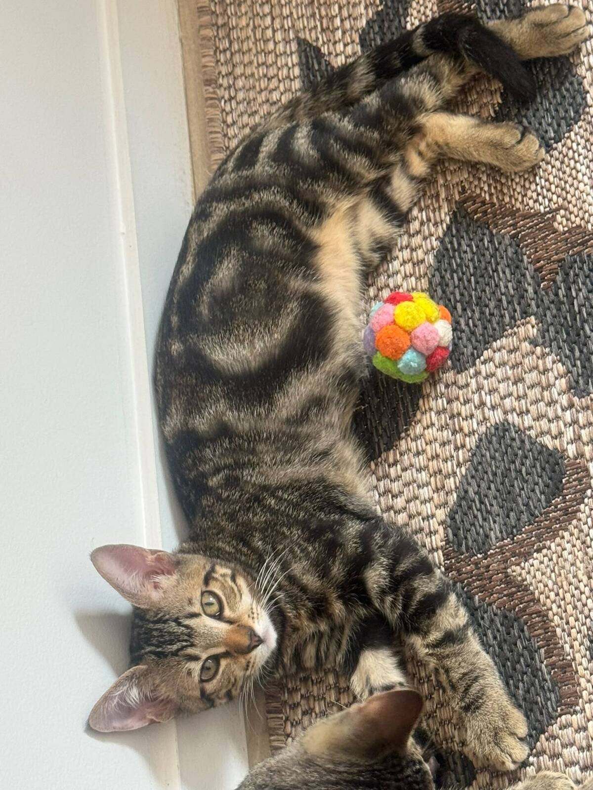 Adoption Gumble