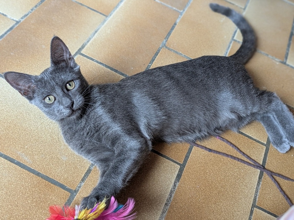 Adoption BALINA