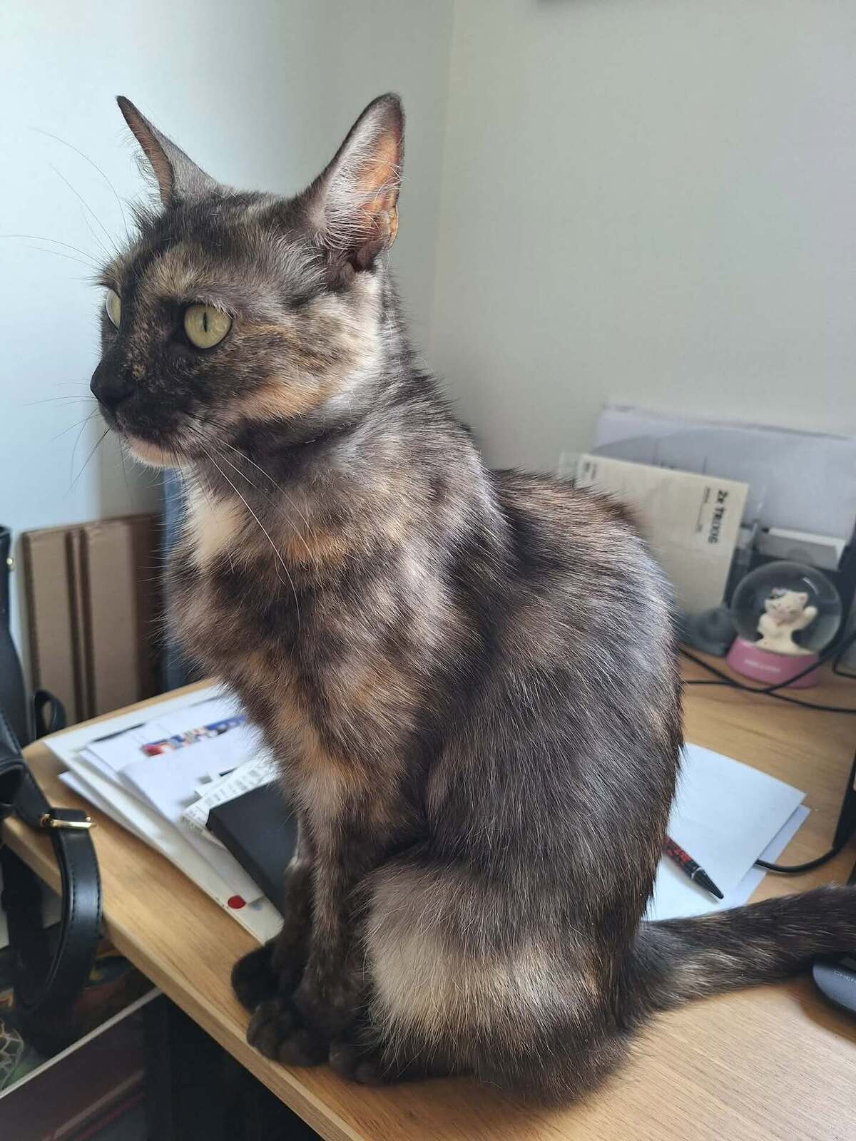 Adoption Biscuit