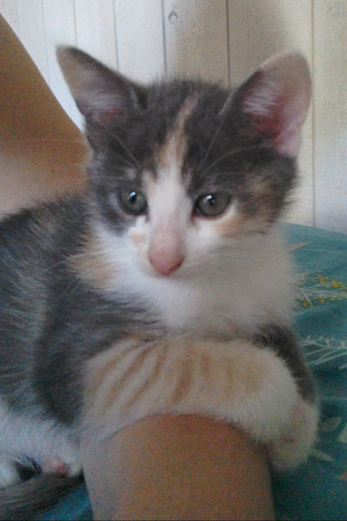 Adoption Lumi et Sélène