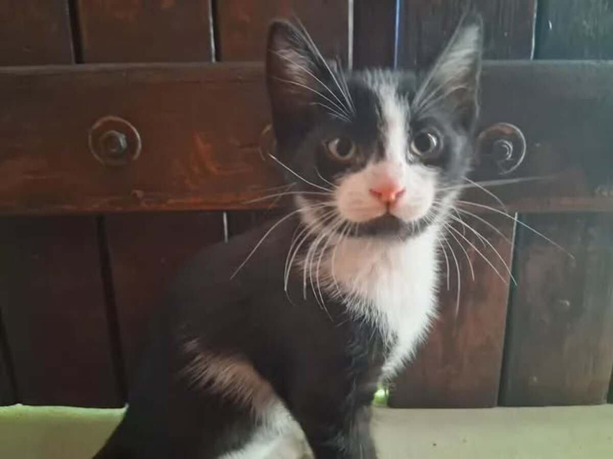 Adoption Buddy