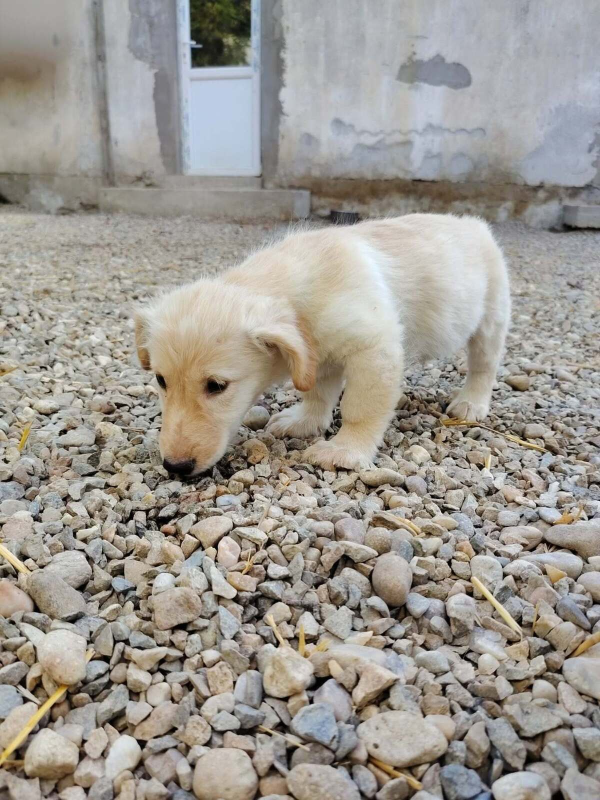 Adoption Sugar