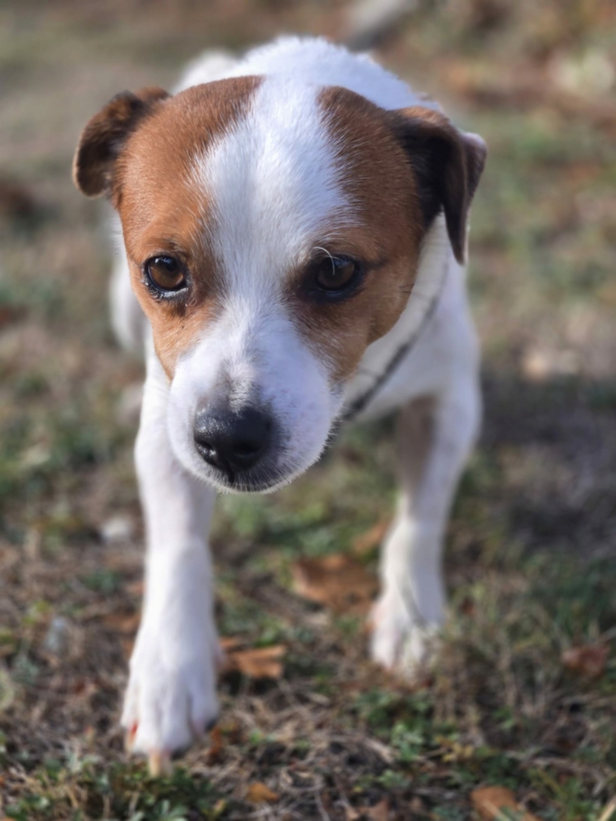 Adoption Modzi