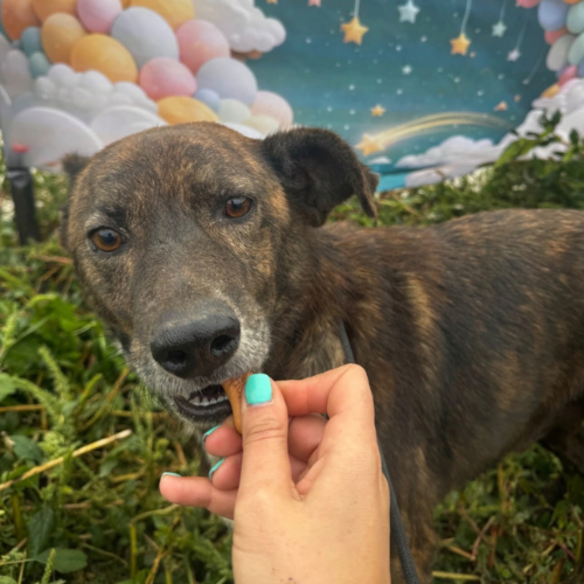 Adoption Camillo